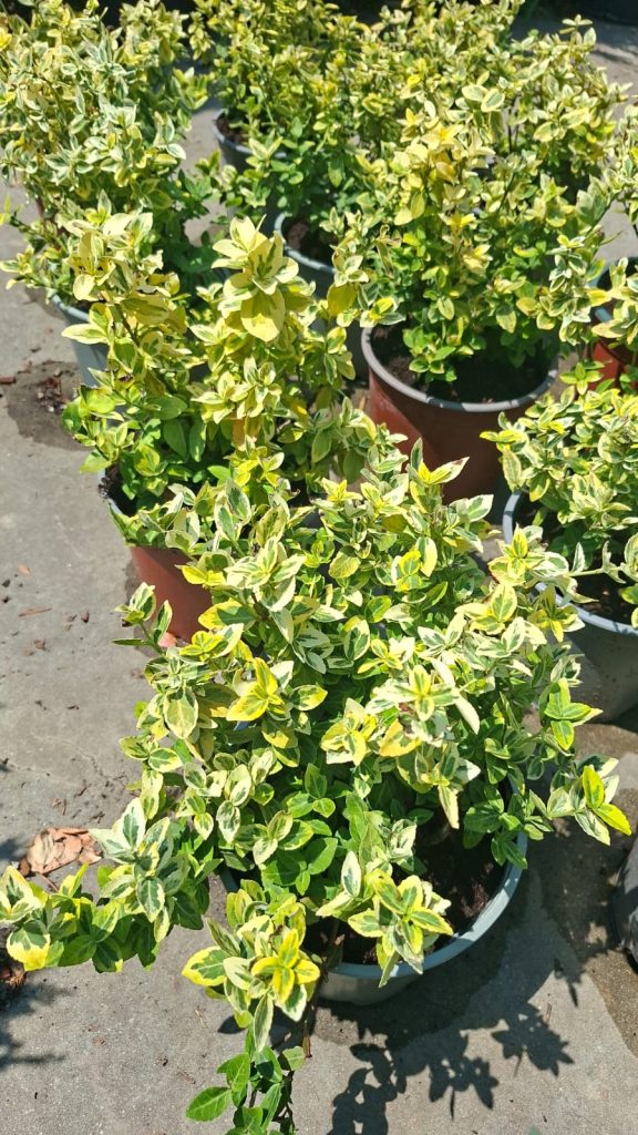 Euonymus Gaiety Gold