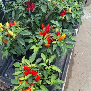 Ardei Chili comestibil