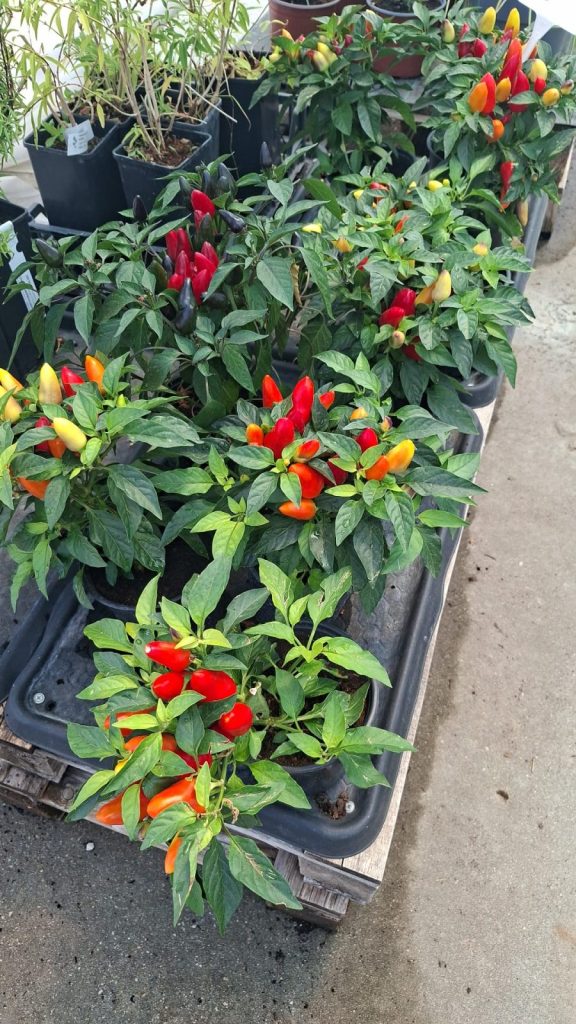 Ardei Chili comestibil