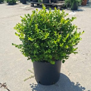 Buxus Faulkner container C10