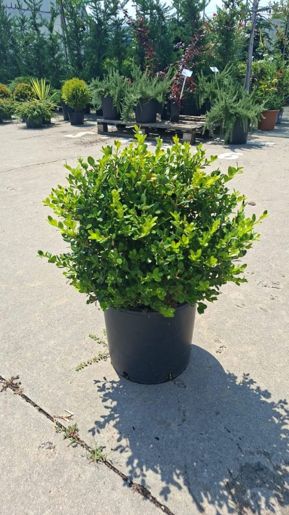 Buxus Faulkner container C10